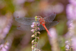 杨万里《过松源晨炊漆公店》全文及鉴赏