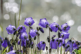 韩愈《花岛》全文及鉴赏