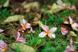 苏轼《生查子·诉别》全文及鉴赏