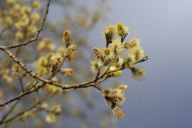 苏轼《西江月·送别》全文及鉴赏