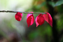柳宗元《初秋夜坐赠吴武陵》全文及鉴赏