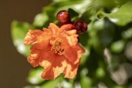 韩愈《题榴花》全文及鉴赏