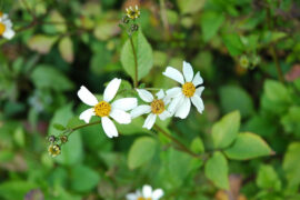 韩愈《早春呈水部张十八员外》全文及鉴赏