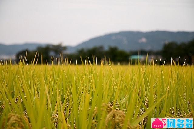 辛弃疾《最高楼·吾衰矣》全文及鉴赏