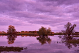 刘柏辛《夕阳恋歌》歌词及评论赏析