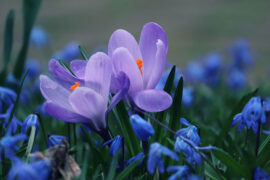韩愈《游太平公主山庄》全文及鉴赏