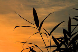 孟浩然《江上寄山阴崔少府国辅》全文及译文