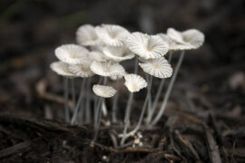 孟浩然《涧南园即事贻皎上人》全文及鉴赏