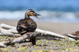 杜甫《羌村三首·其三》全文及鉴赏