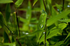 杜甫《饮中八仙歌》全文及鉴赏
