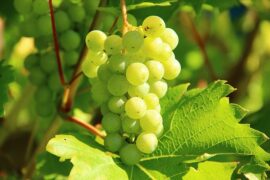 韩愈《题张十一旅舍三咏·葡萄》全文及鉴赏