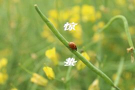 惊蛰诗词十首及最美惊蛰诗句赏析