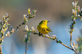 周深《意犹在》（大理寺日志第二季OP）歌词及评论赏析