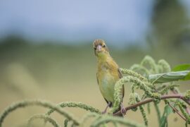 包含子规（杜鹃）的诗句精选