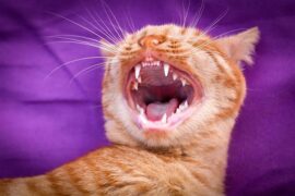 河南拔智齿什么梗（搞笑图片）