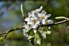 韩愈《闻梨花发赠刘师命》全文翻译赏析及点评