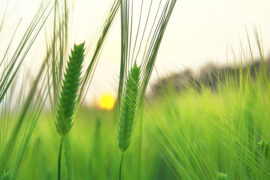 韩愈《猗兰操》全文翻译赏析及点评