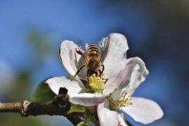 柳宗元《杨白花》全文翻译赏析及点评