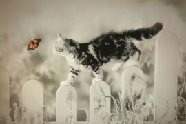 陈奕迅《失忆蝴蝶》歌词及评论赏析