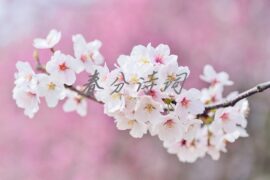 十首最美春分诗词赏析配图1