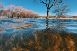 柳宗元《柳州寄丈人周韶州》翻译及点评