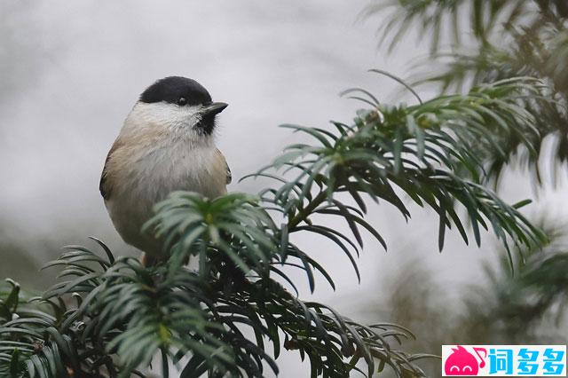 柳宗元《郊居岁暮》全文翻译赏析及点评