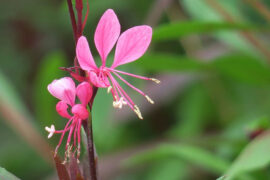 清晨嫩得簇簇新，没有一条皱纹