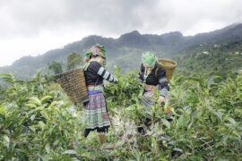 诗经《芣苢》赏析：劳作者的朗朗风姿（封面图）