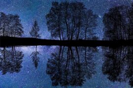 那灯光像是星星撒下的金粉，浮在黑黢黢的树林里