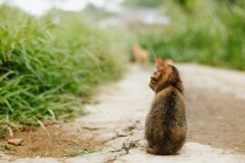 江辰《流浪》歌词完整版