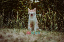 好心态又幽默的句子（精选30句）