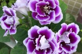 尹昔眠新歌《折芙蓉》歌词完整版