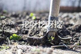 挖呀挖呀挖魔性改编版最全合辑