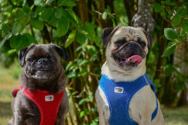 陪伴的反义词有哪些？