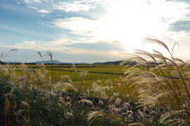 王晰、霍元圆《渡荆门送别》歌词（经典咏流传Live）
