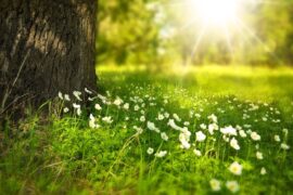 阿兰《香草幽兰》歌词完整版