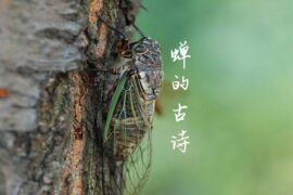 蝉的古诗高清图片（1）