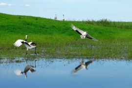 葛东琪《风吹丹顶鹤》歌词完整版