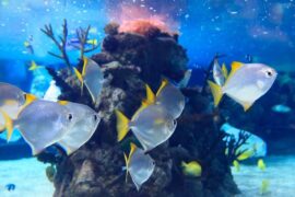 大鱼粤语版花音歌词