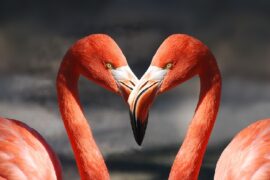 音阙诗听、赵方婧、昆玉《七夕节》歌词