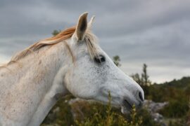 吸引力合唱组《白龙马》歌词