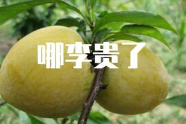 哪李贵了是什么梗