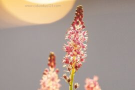 阳光心态正能量的句子推荐80句