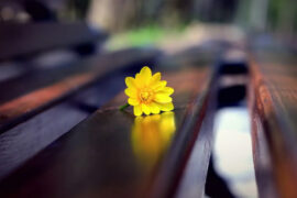 很小众却很惊艳的诗，浪漫而不烂俗的诗句