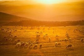 萨都剌《上京即事》译注及简析