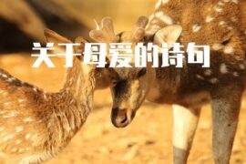 关于母爱的诗句