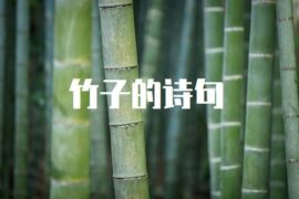 竹子的诗句