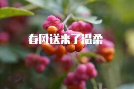 春风送来了温柔，很走心的干净短句