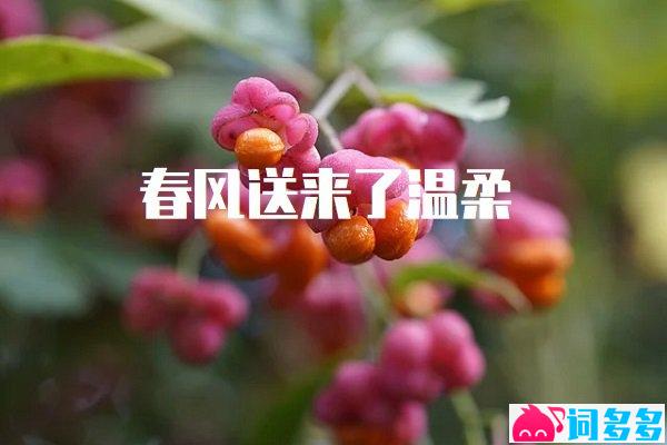 春风送来了温柔