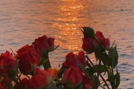 520最强表白文案合集